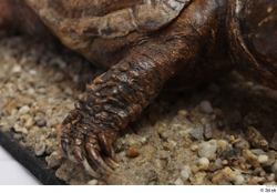 Turtles Animal photo references